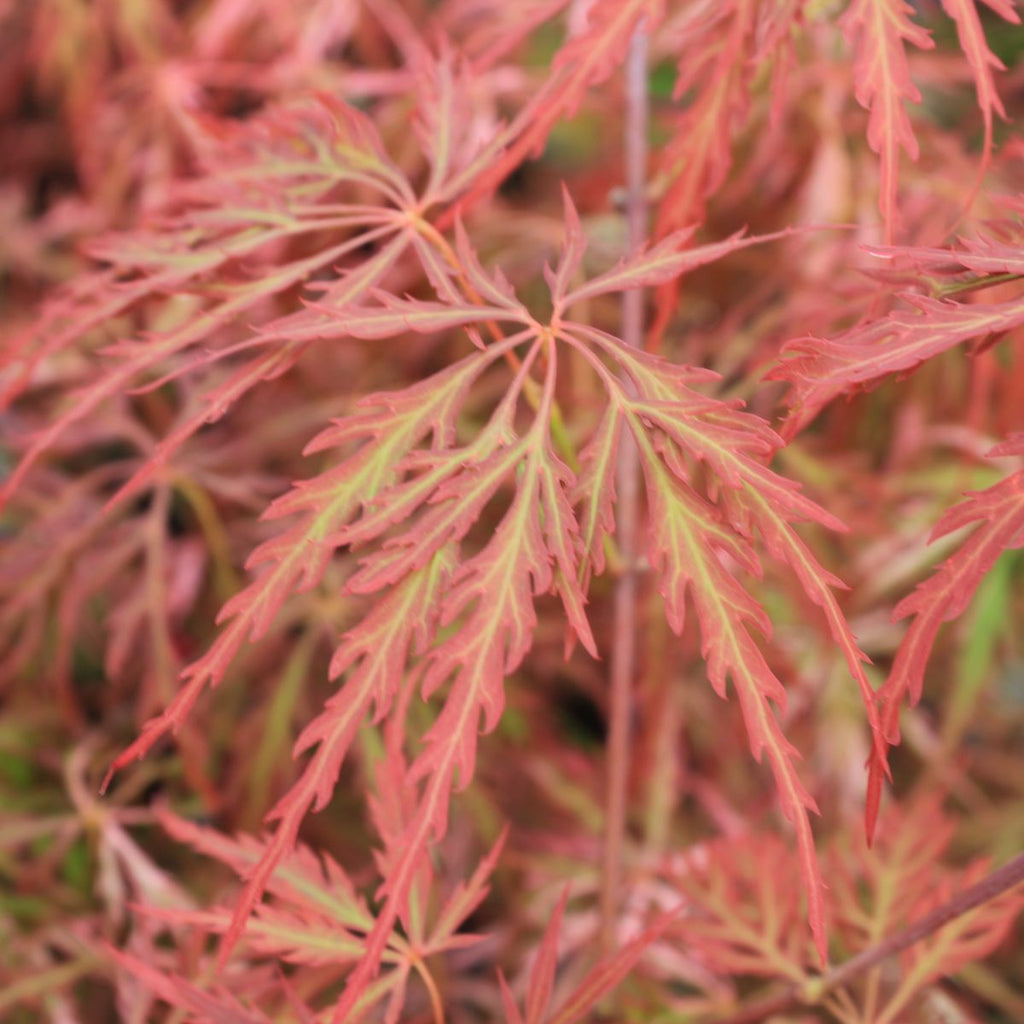 Acer pd. 'Hana matoi' (CG)