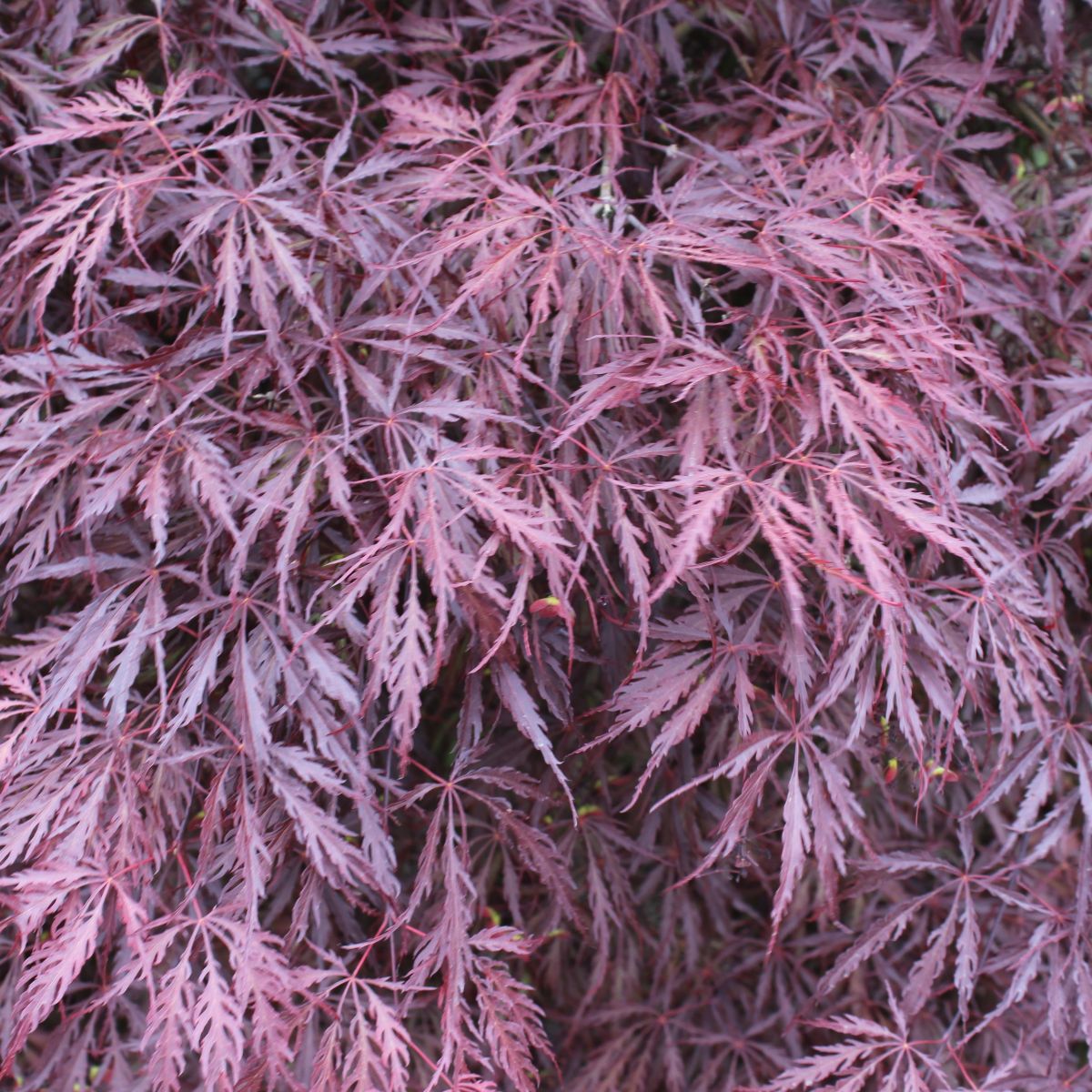 Acer pd. 'Inaba shidare', 2X