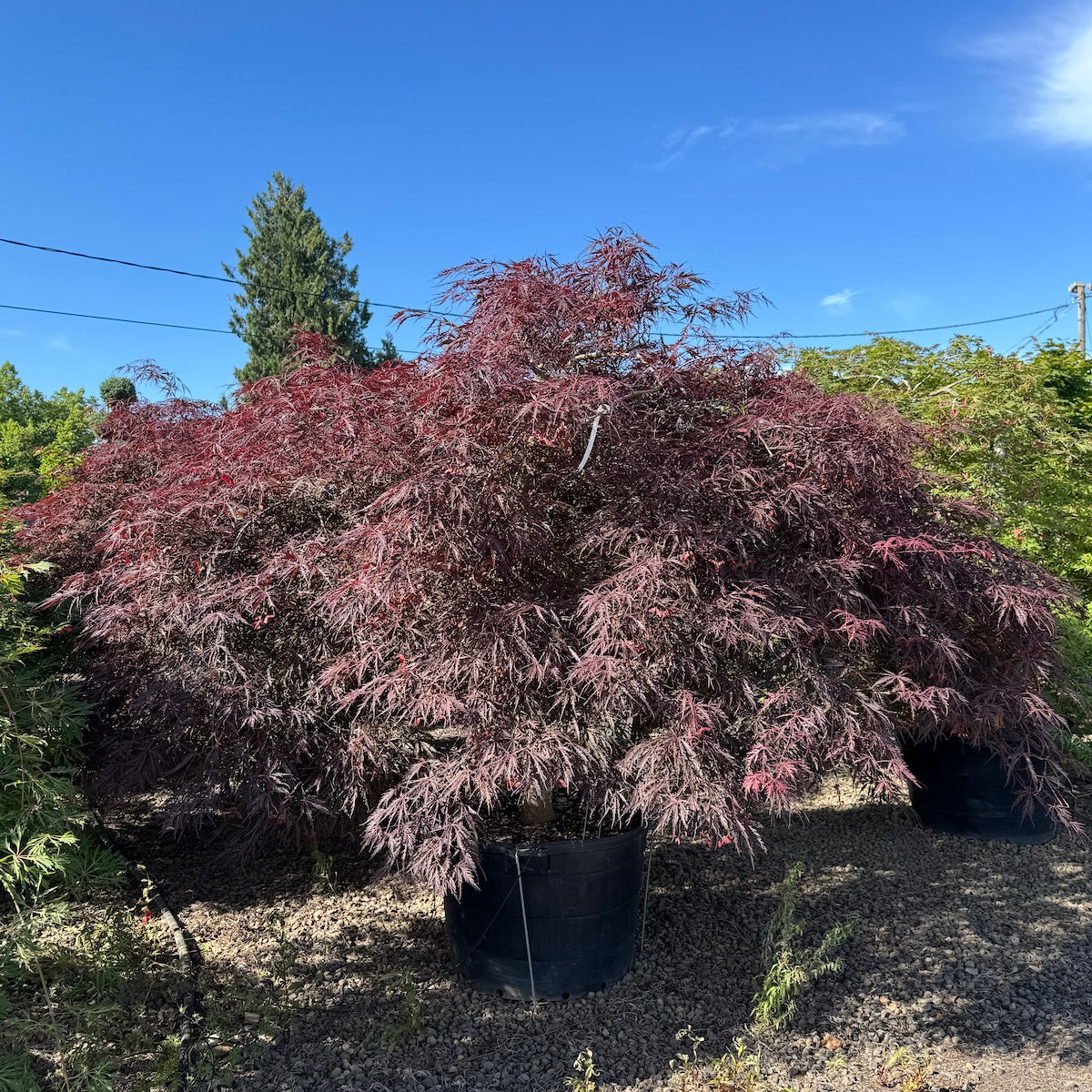Acer pd. 'Inaba shidare', 3X