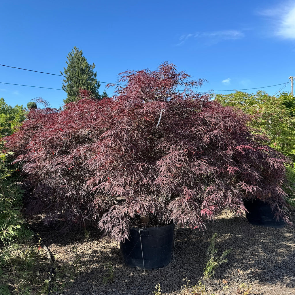 Acer pd. 'Inaba shidare', 3X (BBP)