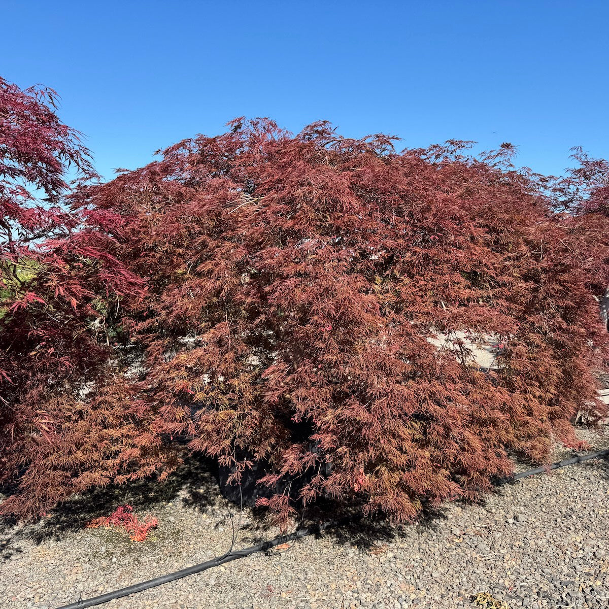 Acer pd. 'Inaba shidare', 5X