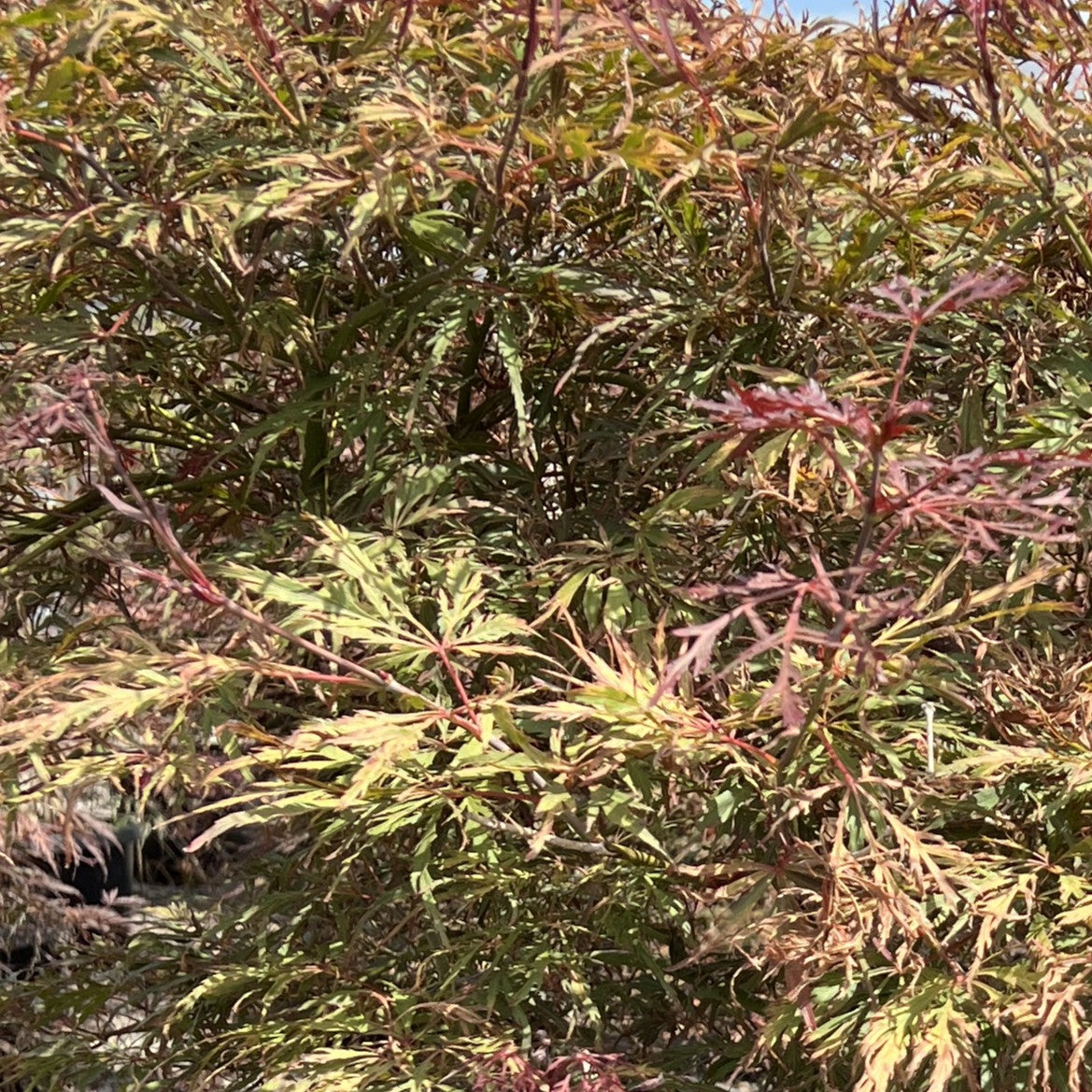 Acer pd. 'Lionheart'