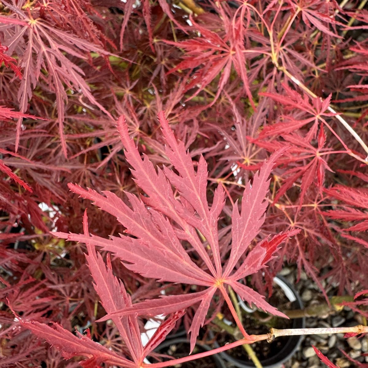 Acer pd. 'Mioun'