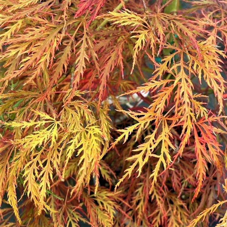 Acer pd. 'Mioun' (CG)