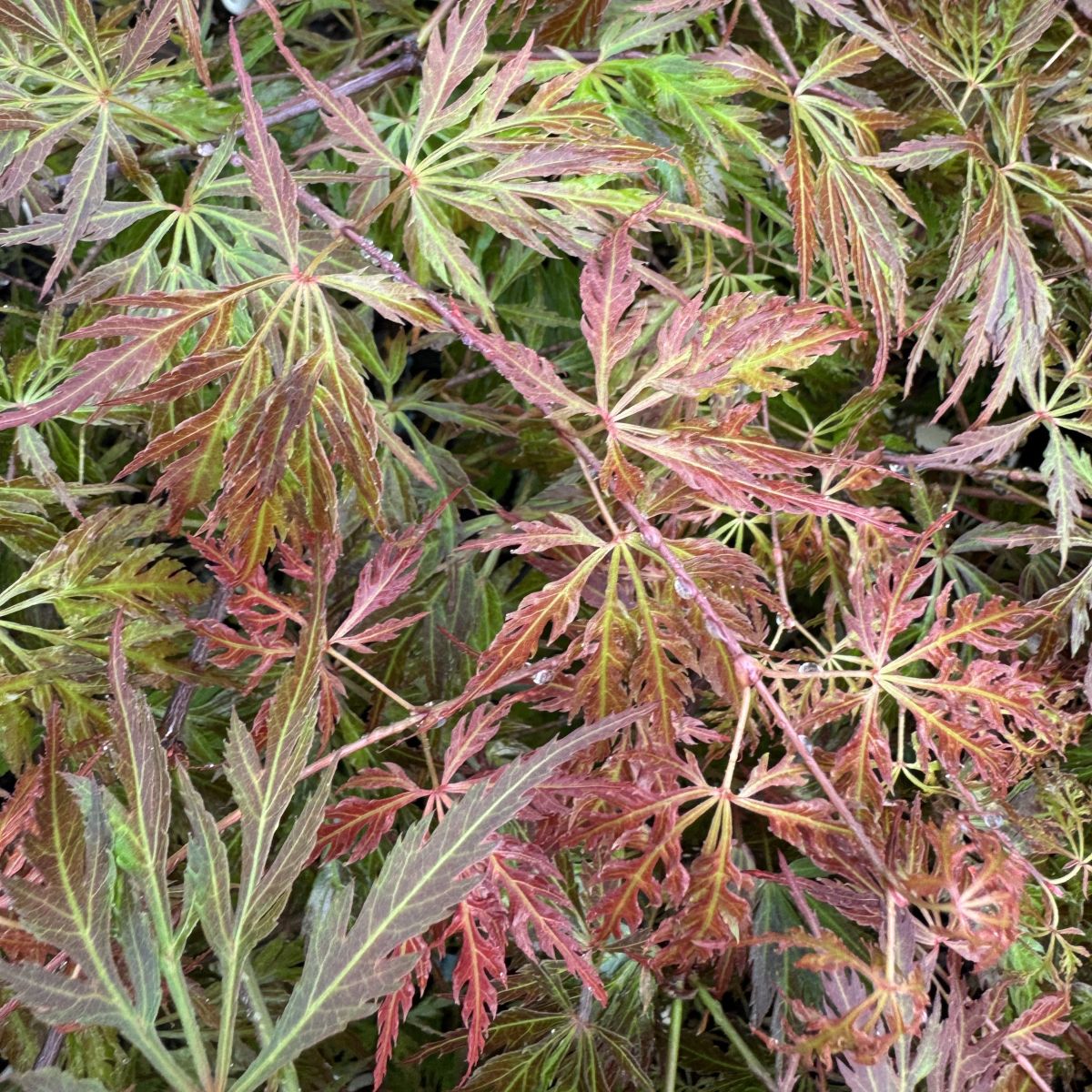 Acer pd. 'Orangeola'
