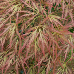 Acer pd. 'Ornatum', 3X (BBP)