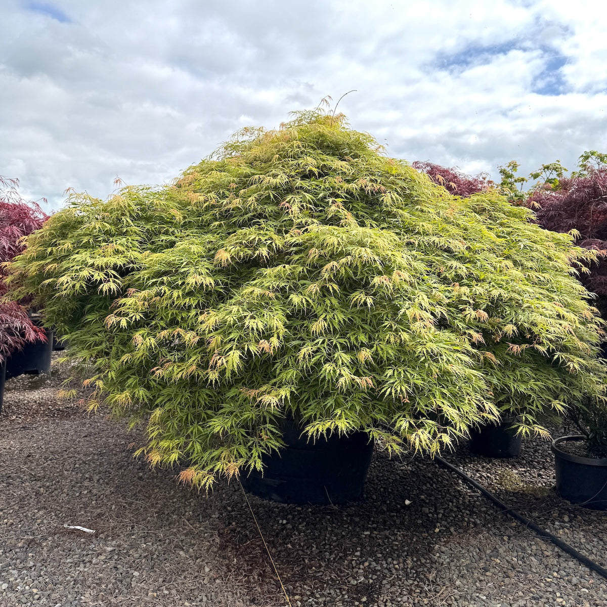 Acer pd. 'Pink Filigree Lace', 4X