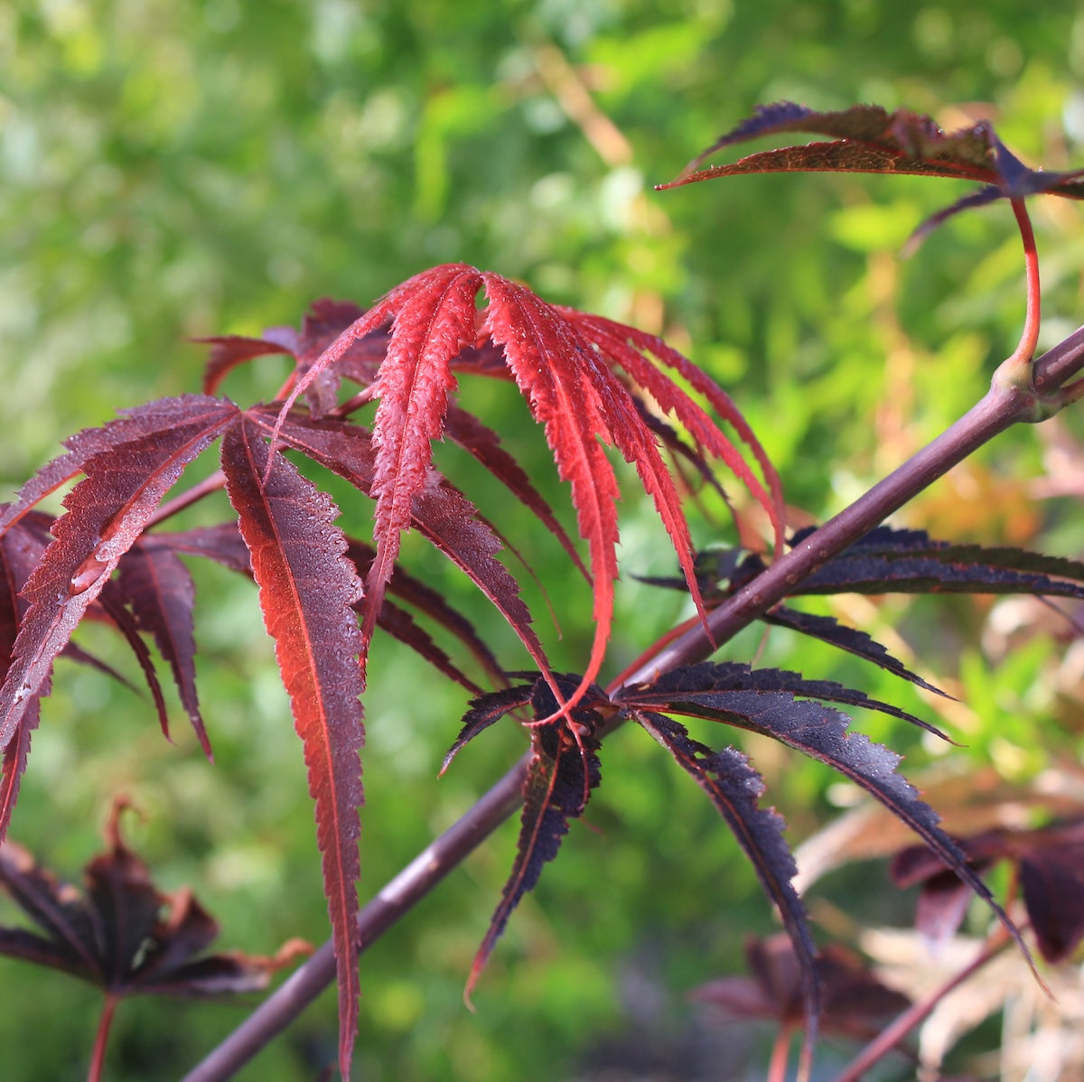 Acer pd. 'Red Feathers'