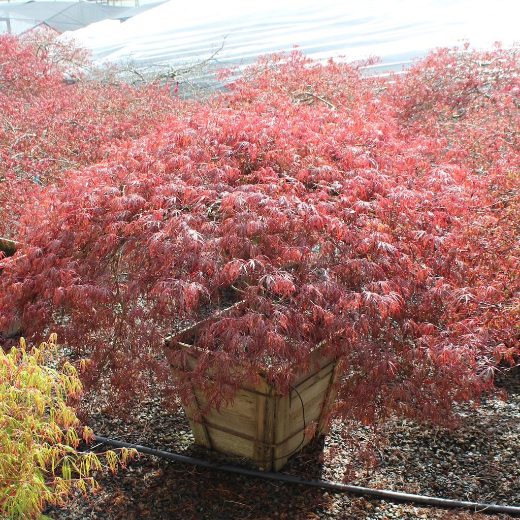 Acer pd. 'Red Select', 2X (BBP)