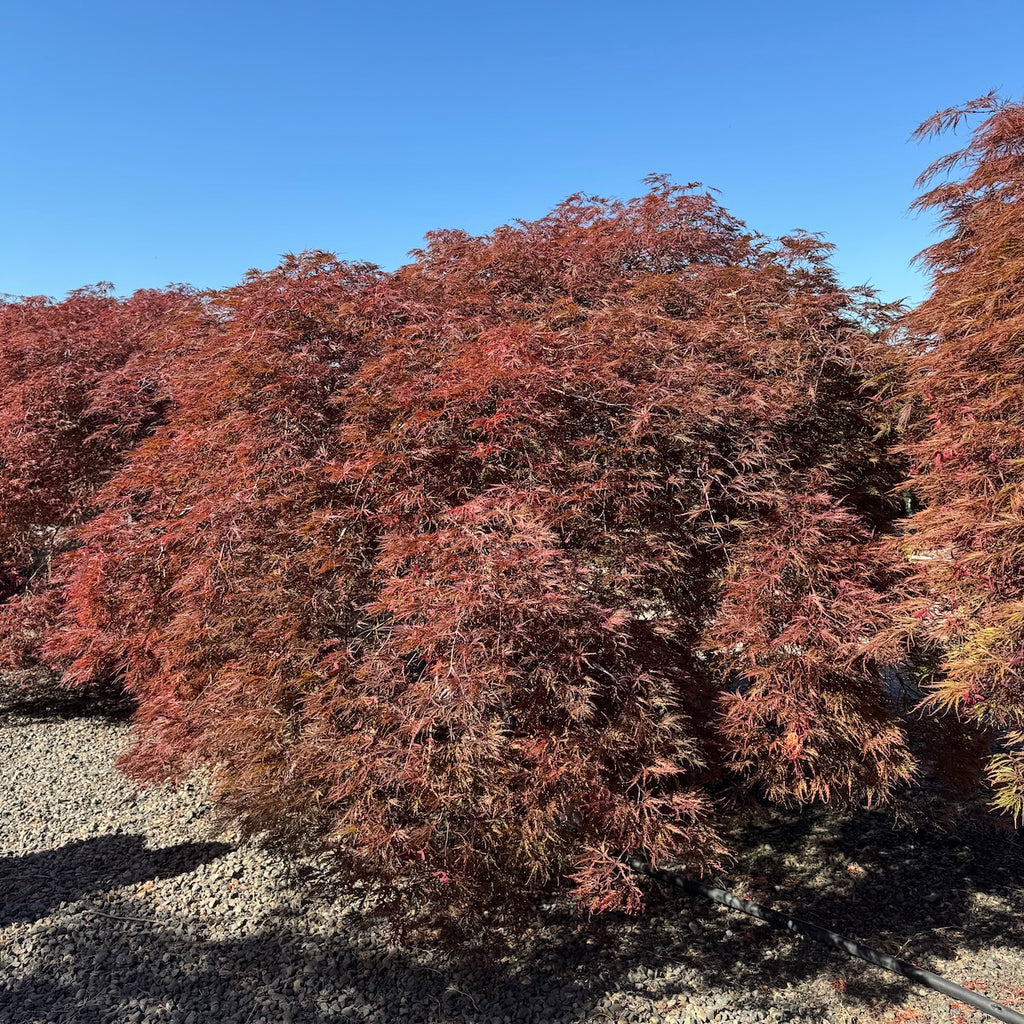 Acer pd. 'Red Select', 4X (BBP)