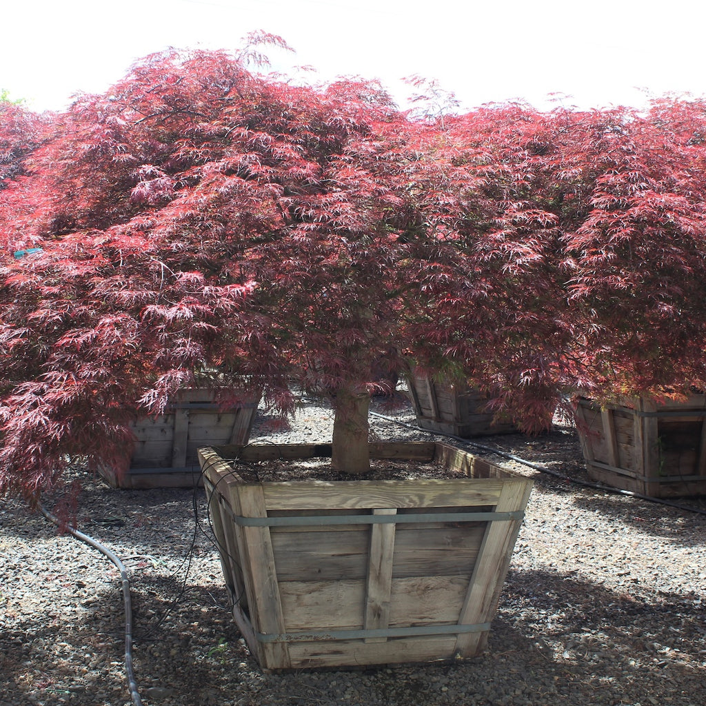 Acer pd. 'Red Select', 5X (BBP)