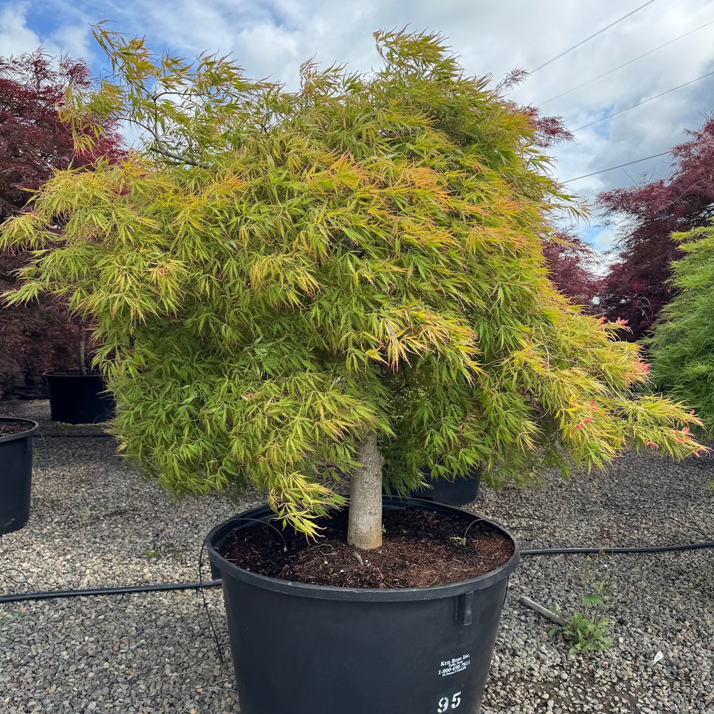 Acer pd. 'Spring Delight', 3X (BBP)
