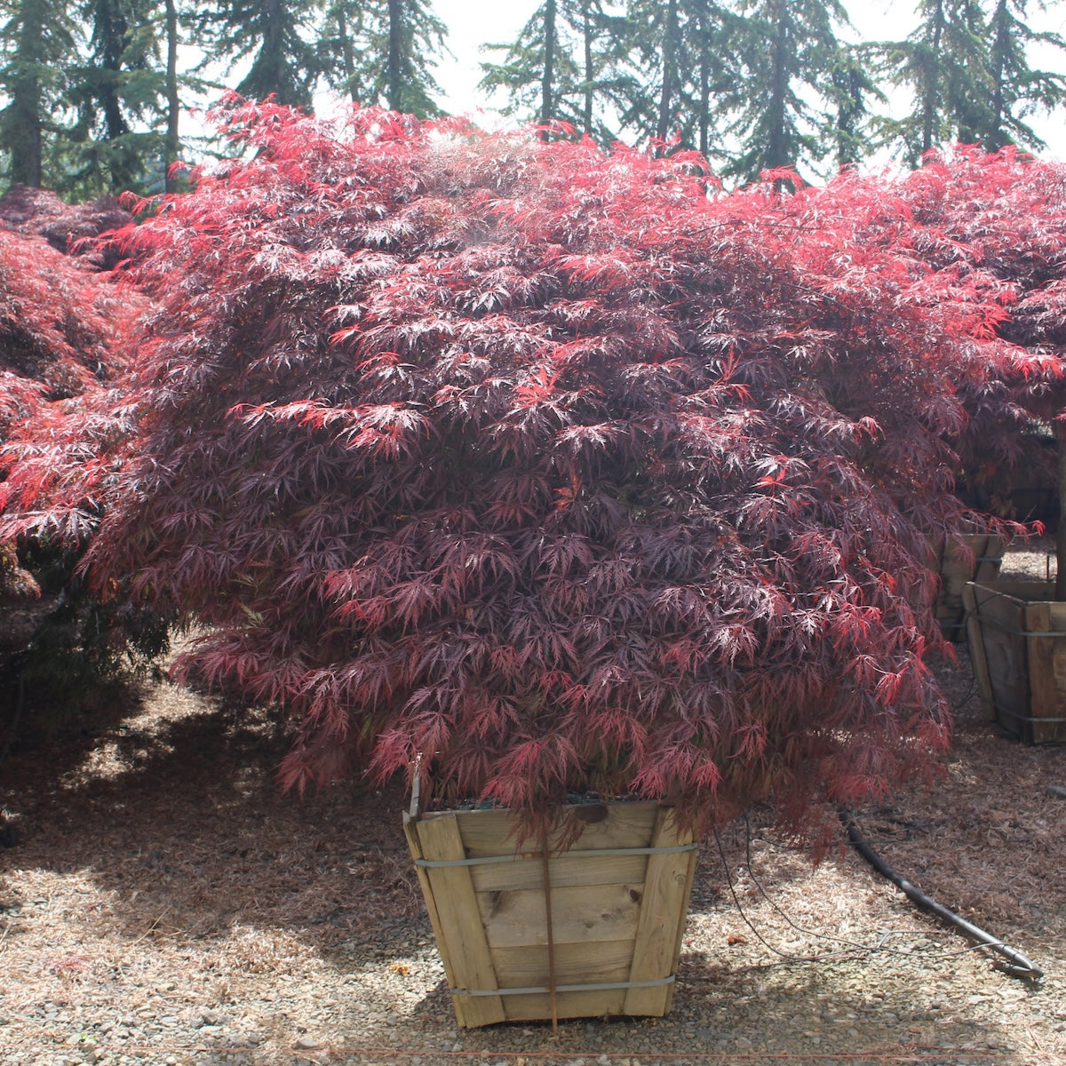 Acer pd. 'Tamukeyama', 2X