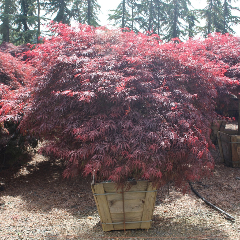 Acer pd. 'Tamukeyama', 2X