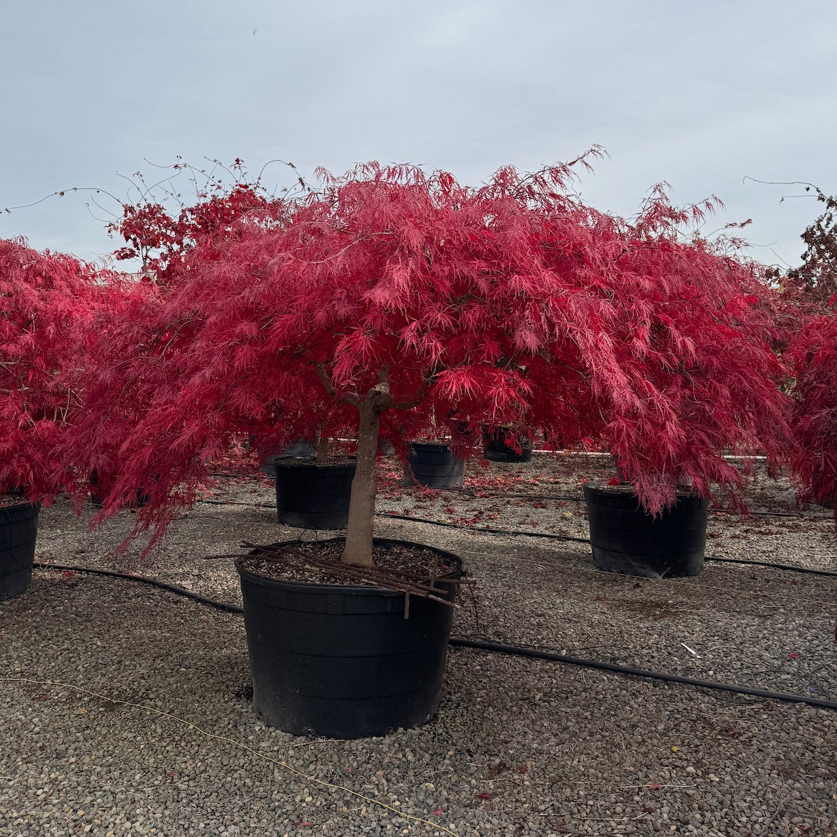 Acer pd. 'Tamukeyama', 3X