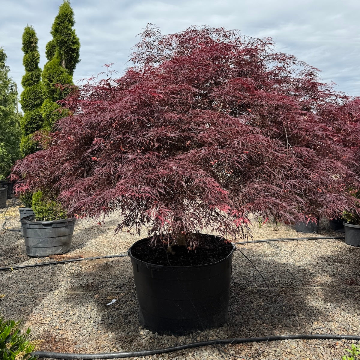 Acer pd. 'Tamukeyama', 3X