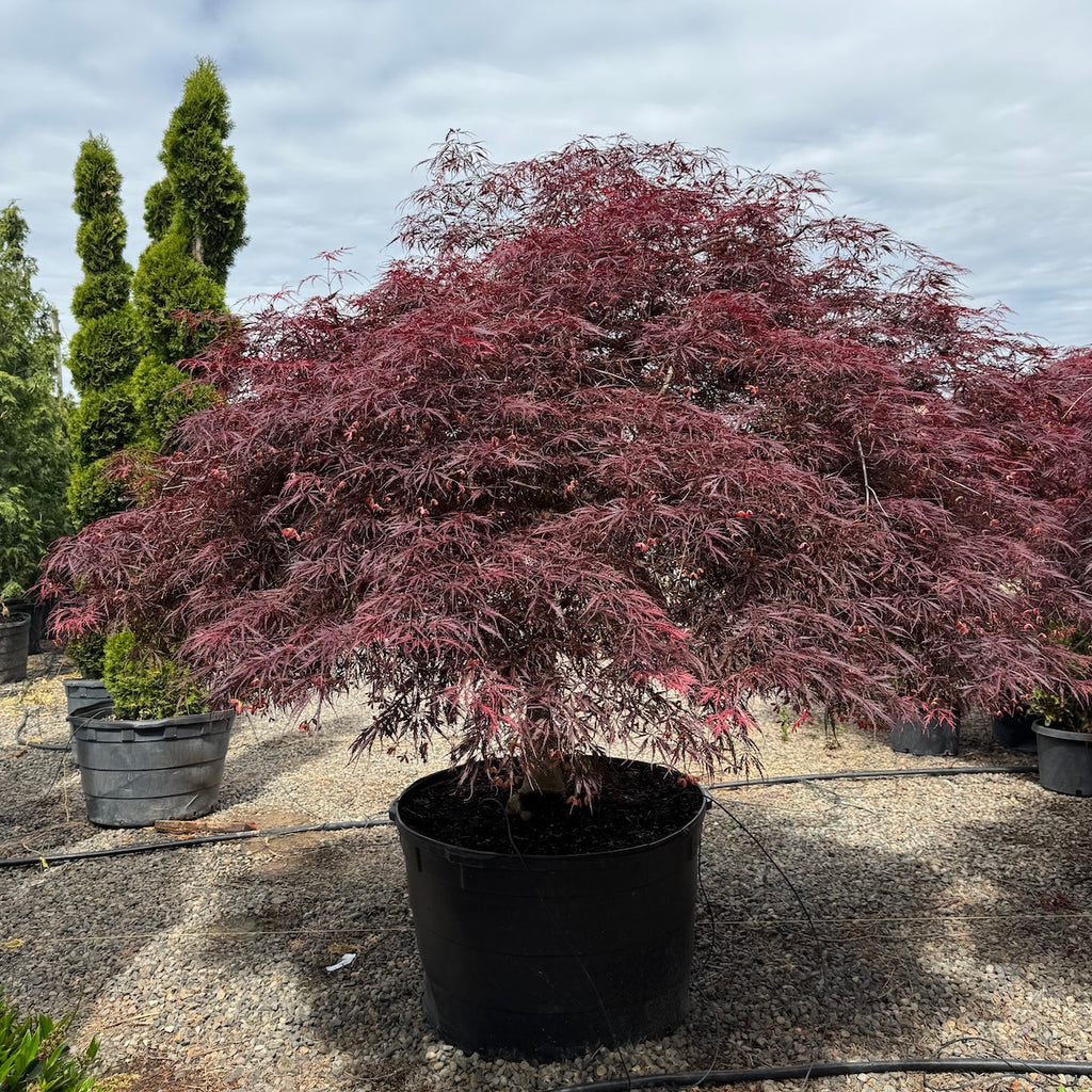 Acer pd. 'Tamukeyama', 3X