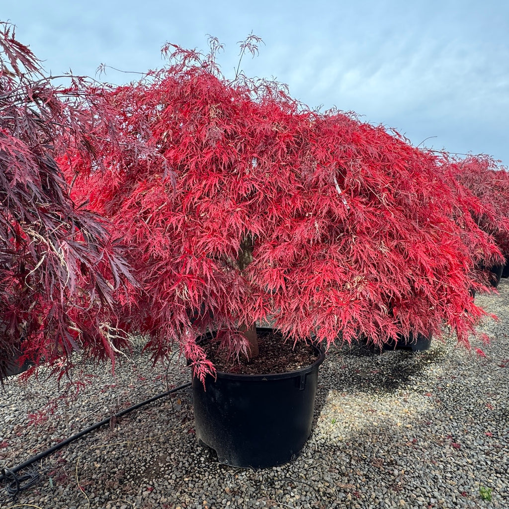 Acer pd. 'Tamukeyama', 4X