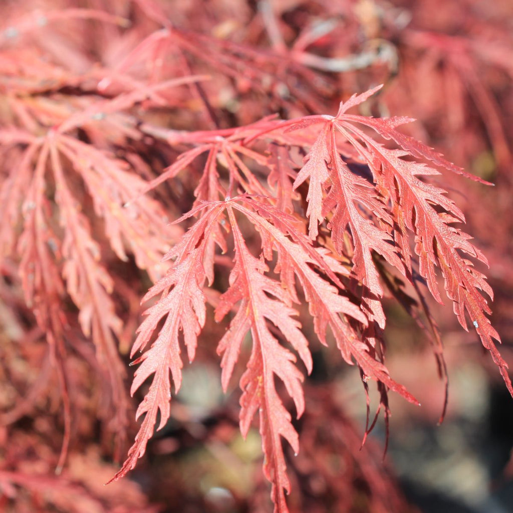 Acer pd. 'Tamukeyama', 4X, Tall (BBP)