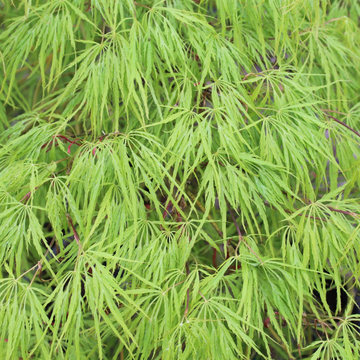 Acer pd. 'Viridis'