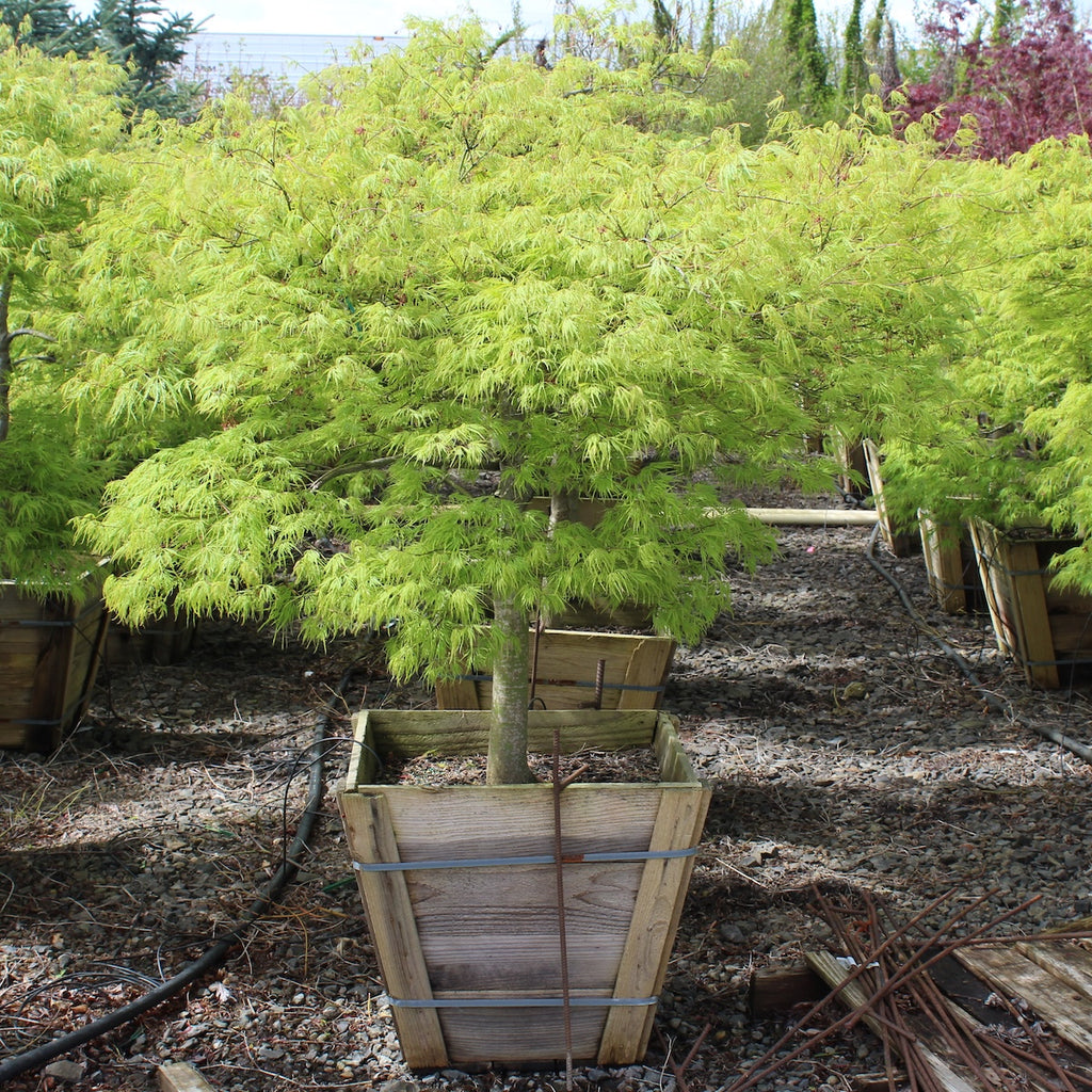 Acer pd. 'Viridis', 2X (BBP)