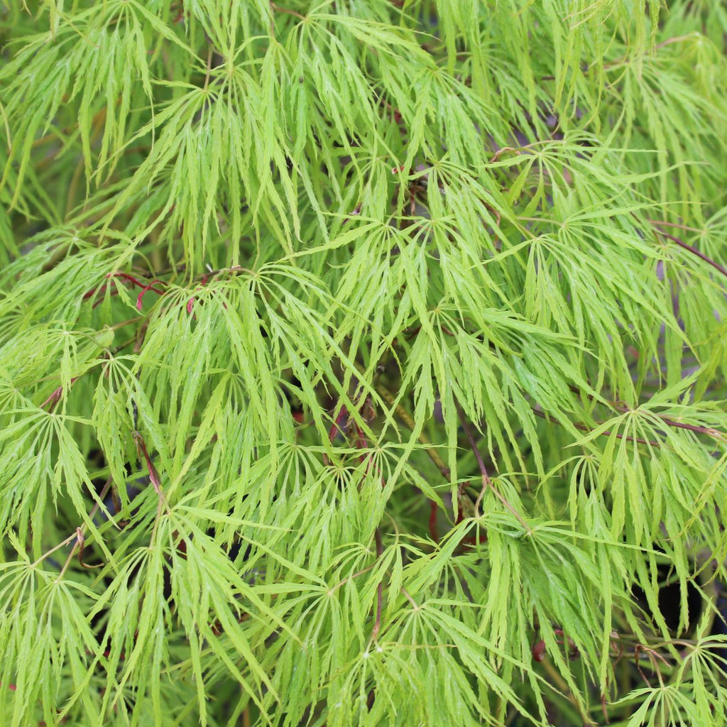 Acer pd. 'Viridis' (BBP)