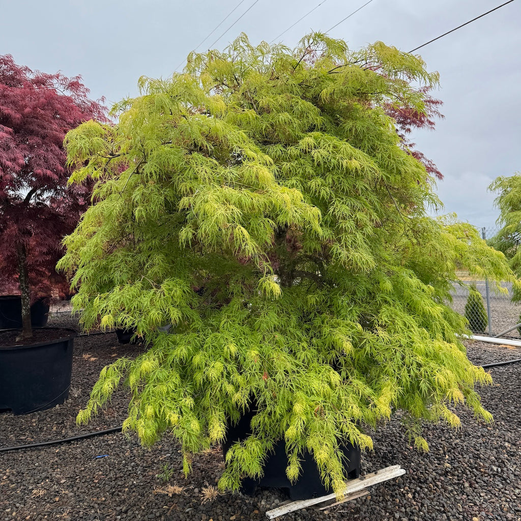 Acer pd. 'Viridis', 3X (BBP)