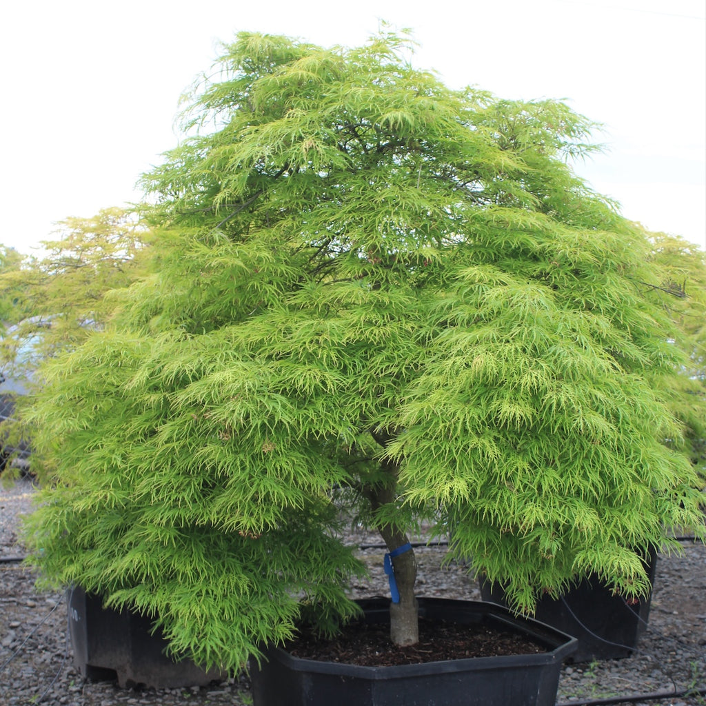 Acer pd. 'Viridis', 3X, Tall (BBP)