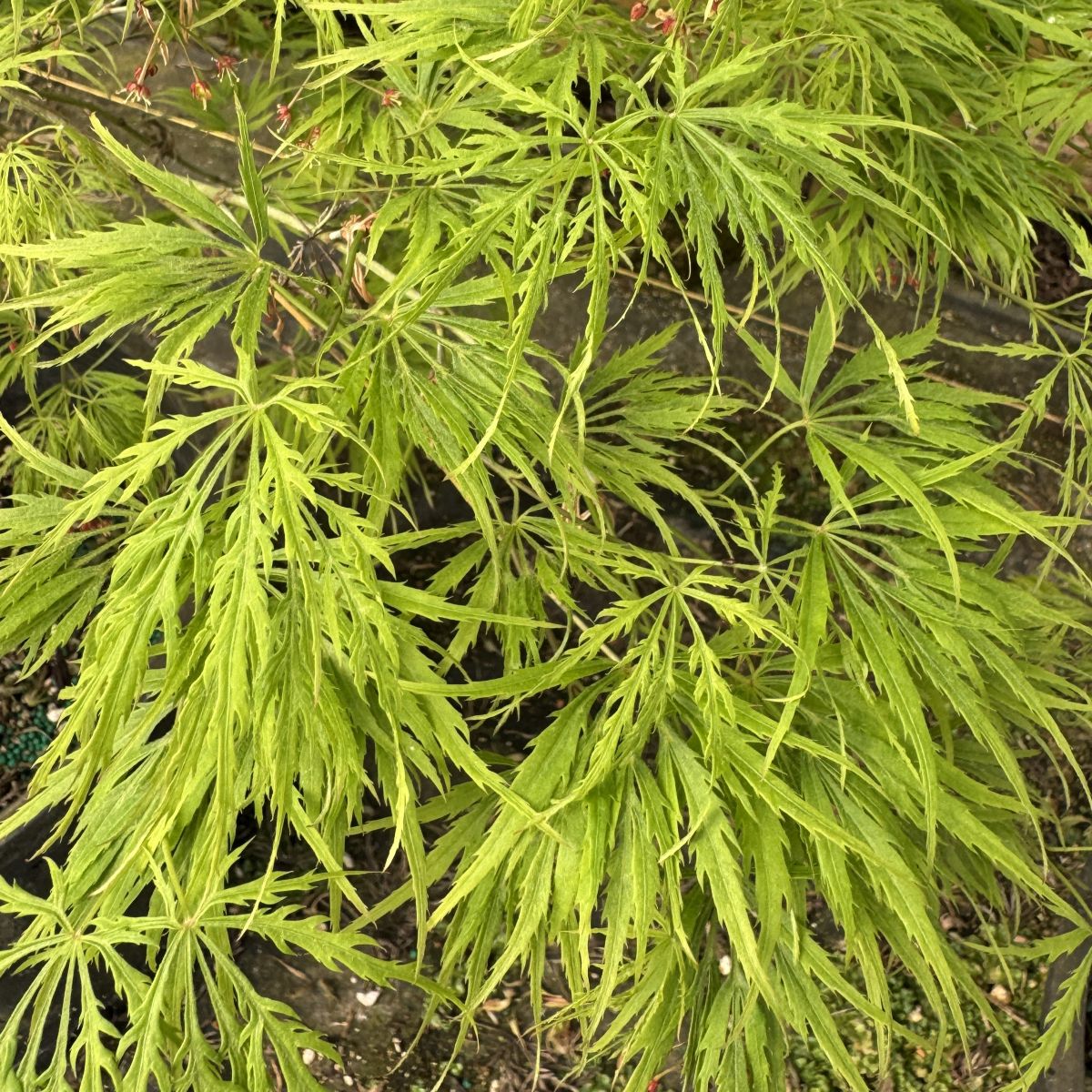 Acer pd. 'Waterfall'