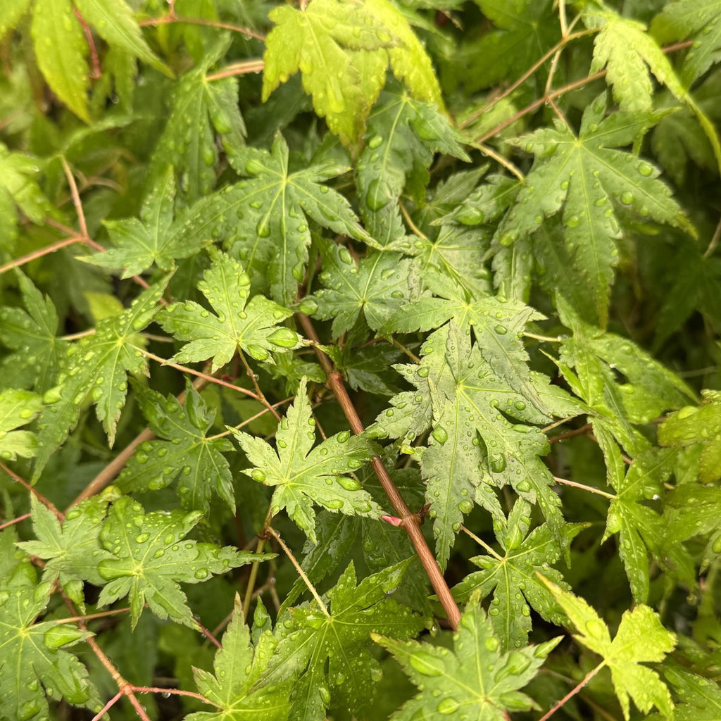 Acer pd. 'Watnong' (CG)