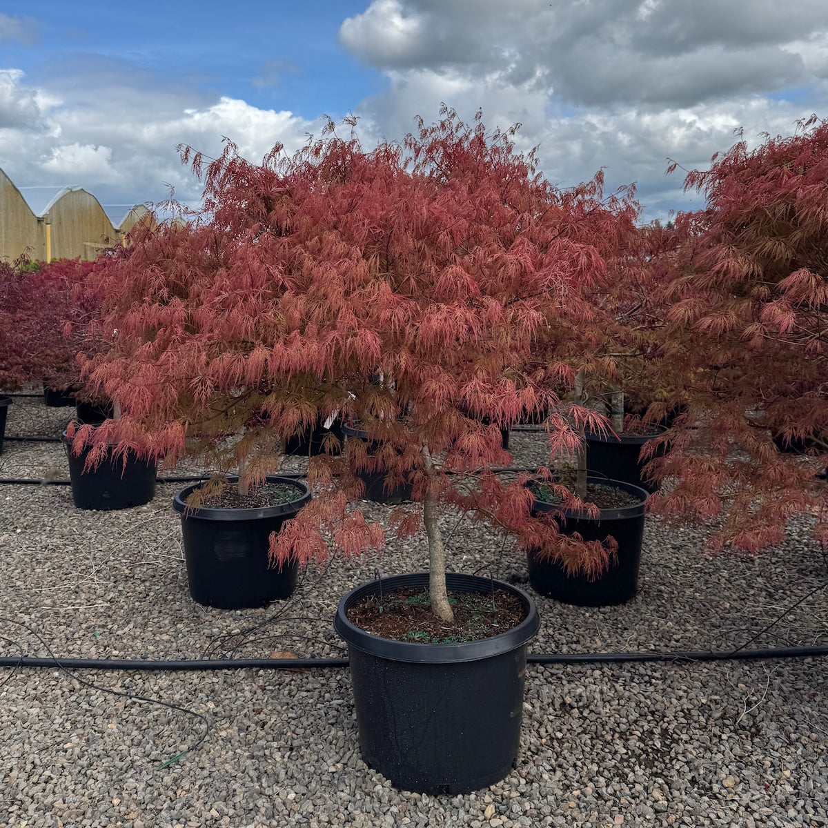 Acer pd. 'Watnong'