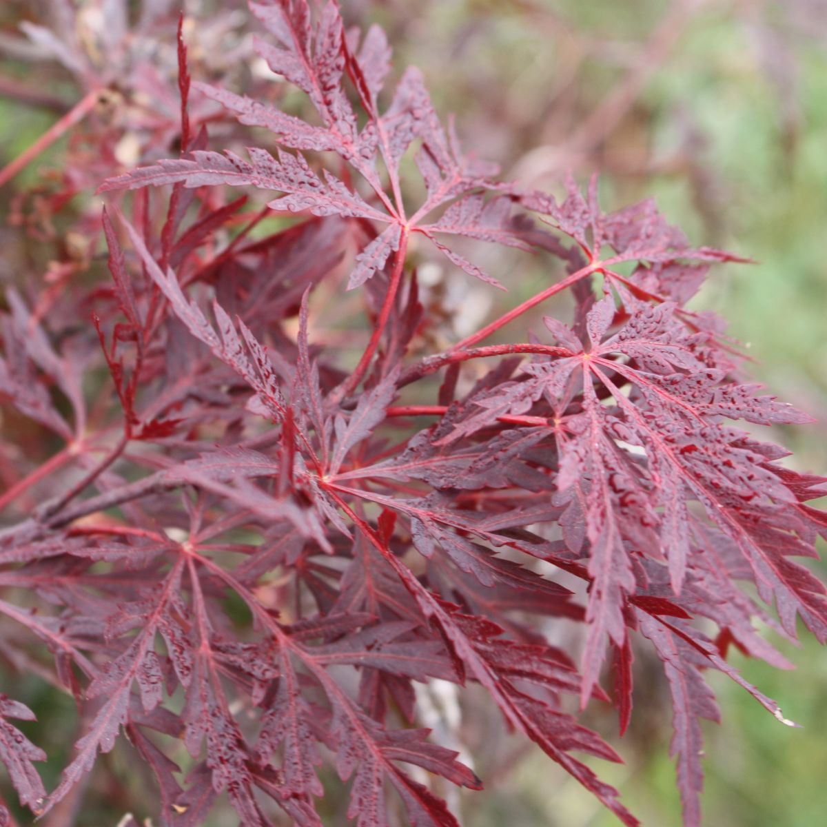 Acer pd. 'Red Dragon'