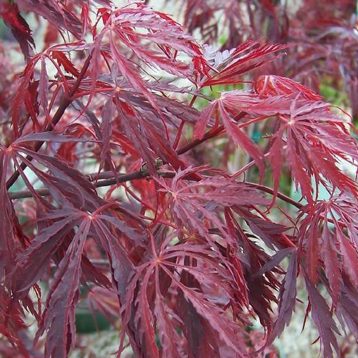 Acer pd. 'Ever Red'
