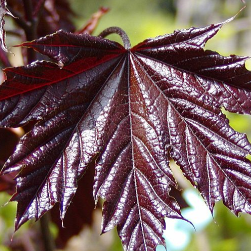 Acer pl. 'Crimson King'