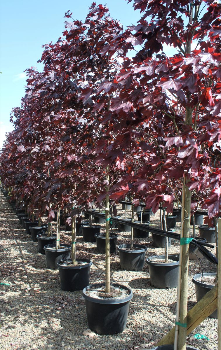 Acer pl. 'Crimson King'