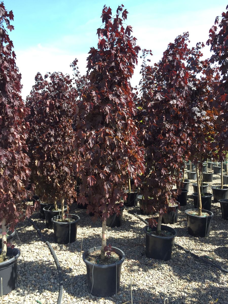 Acer pl. 'Crimson Sentry' (Columnar)