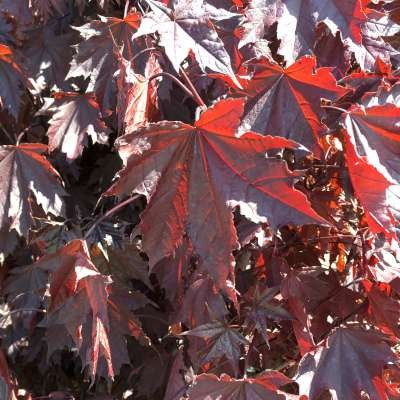 Acer pl. 'Crimson Sentry' (Columnar)