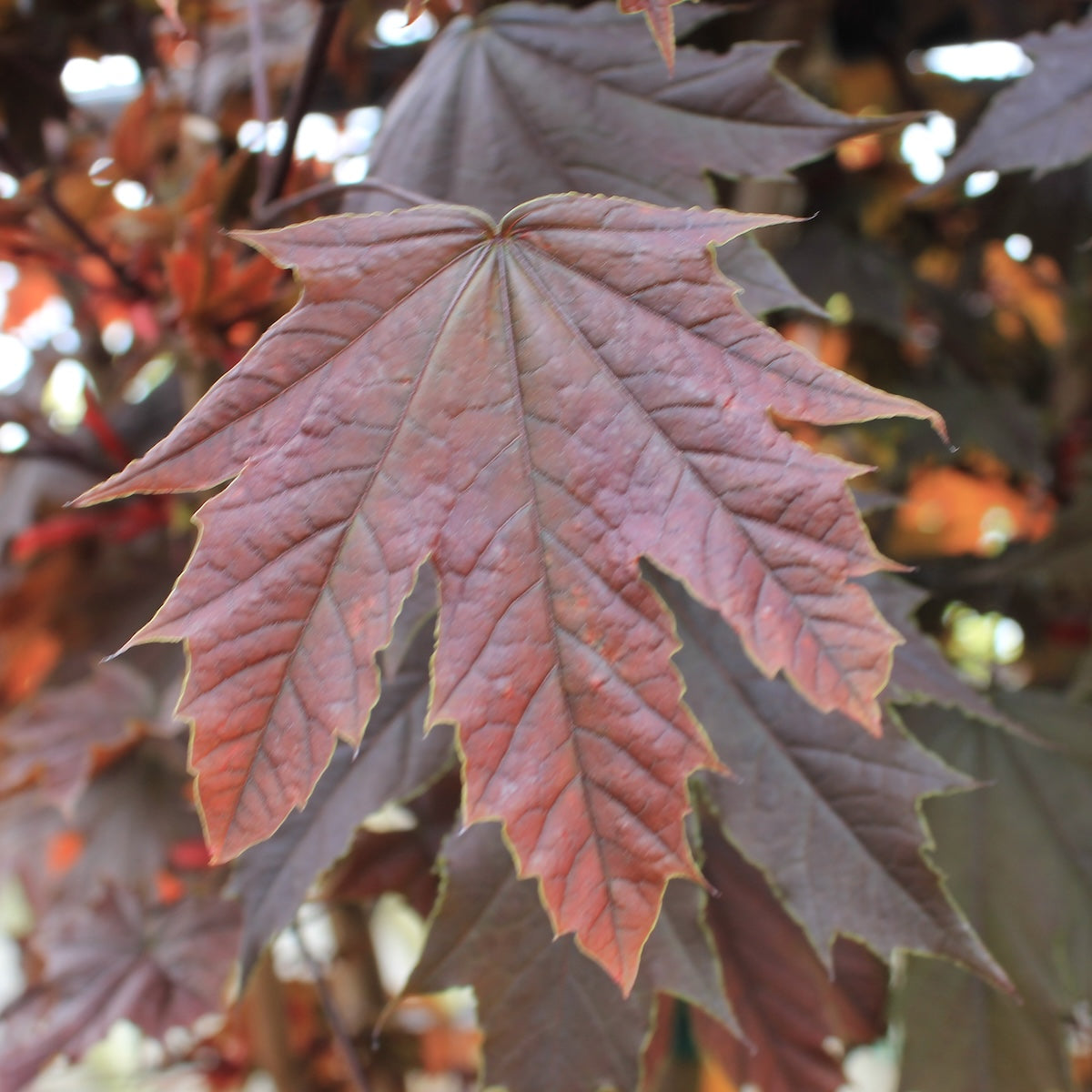 Acer pl. 'Crimson Sentry' (Columnar)
