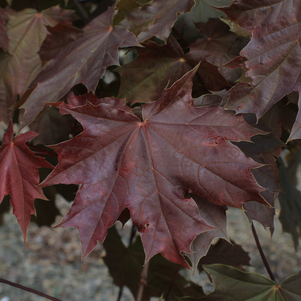 Acer pl. 'Deborah'