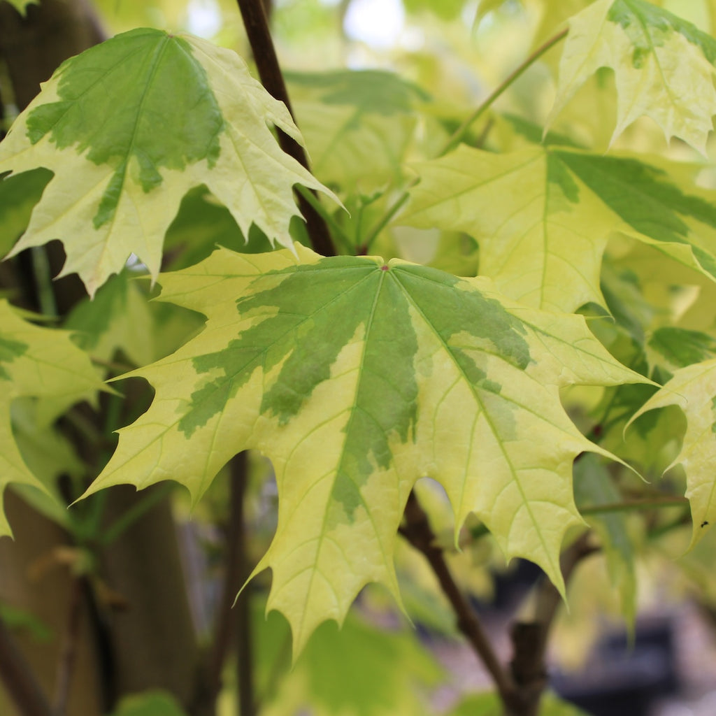 Acer pl. 'Drummondii' (variegated)