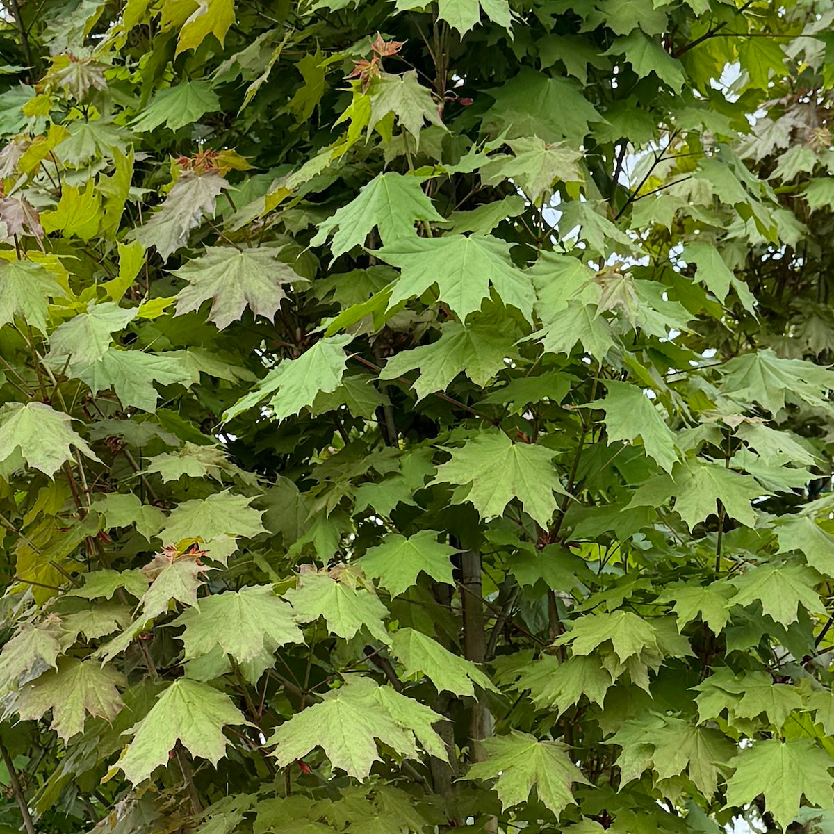 Acer pl. 'Emerald Queen'