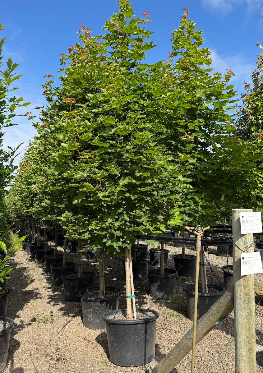 Acer pl. 'Emerald Queen'