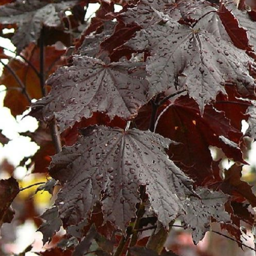 Acer pl. 'Royal Red'