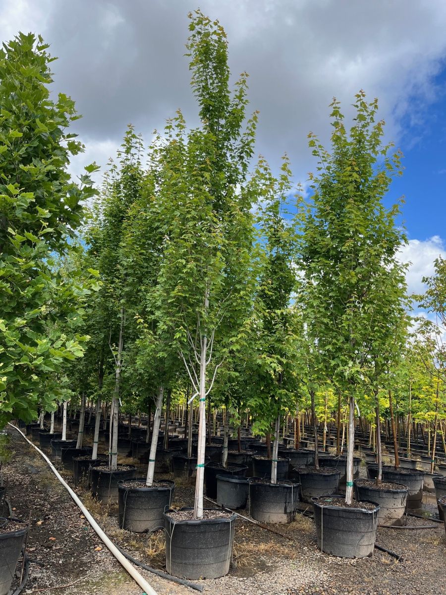 Acer r. 'Armstrong' (Columnar) BBP