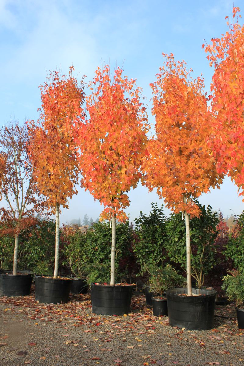 Acer r. 'Bowhall' (Columnar)
