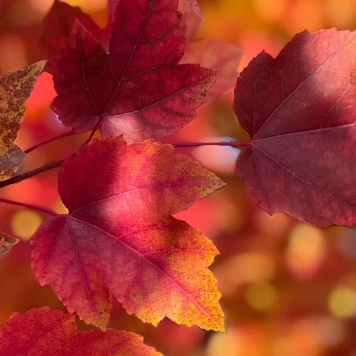 Acer r. 'October Glory'®