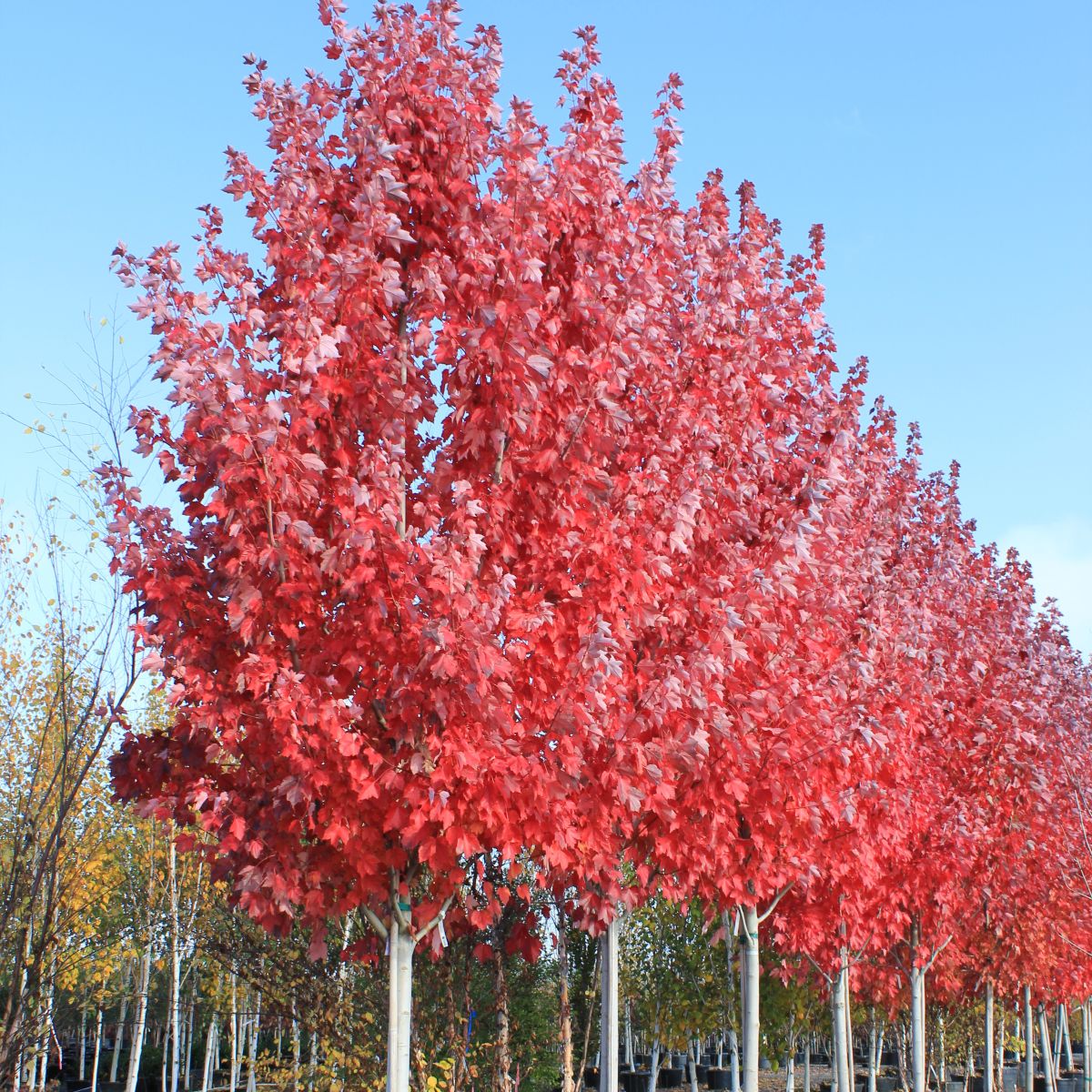 Acer r. 'October Glory'®