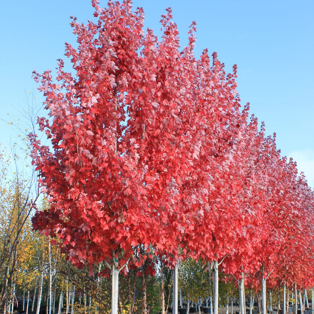 Acer r. 'October Glory'®