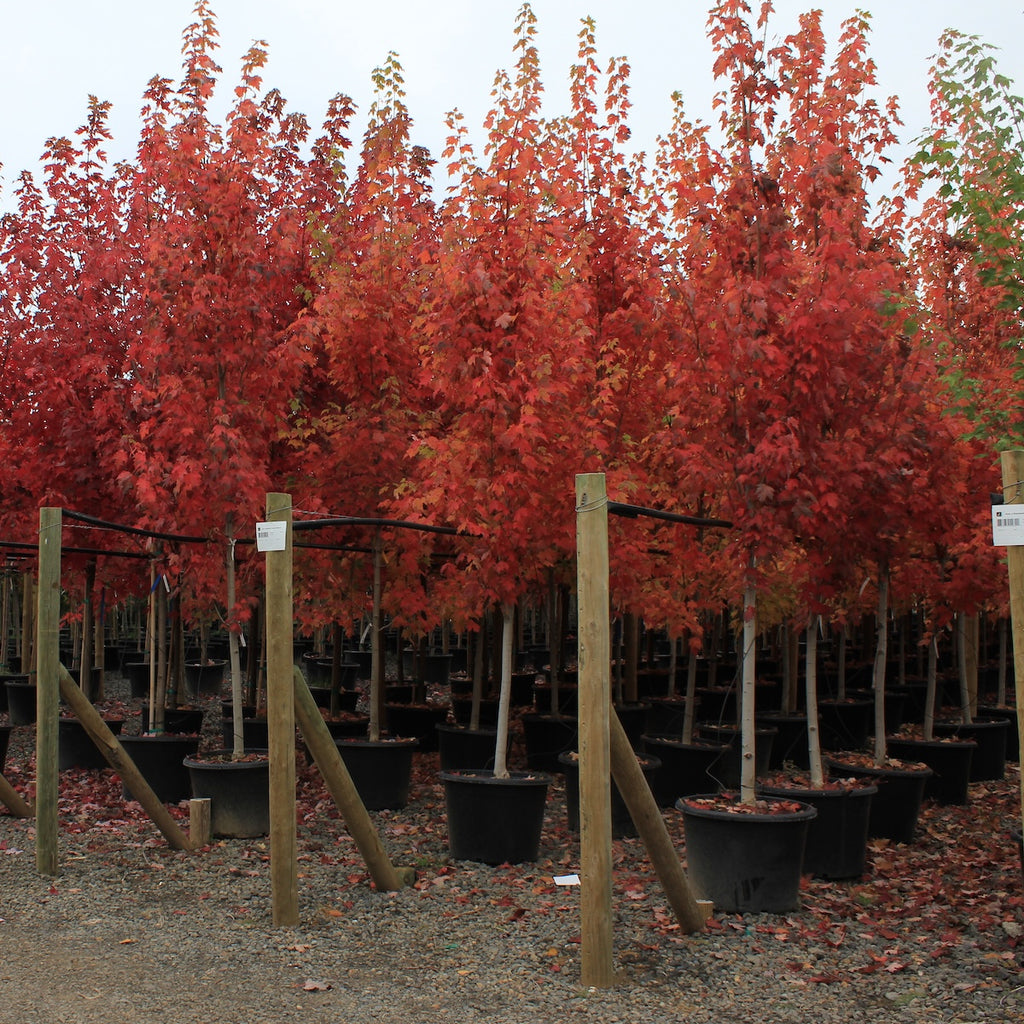 Acer r. 'Red Pointe'®