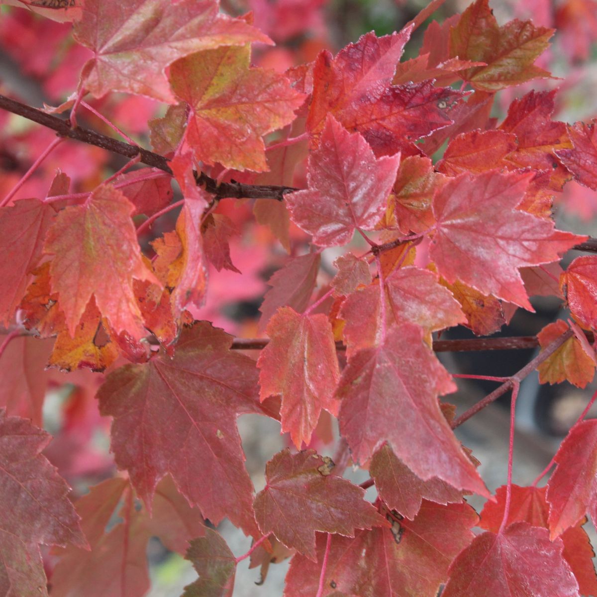 Acer r. 'Armstrong' (Columnar) BBP
